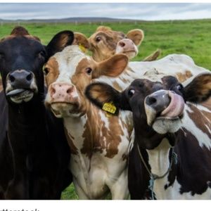 Meet your Posher, Lily